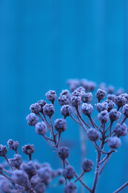 a picture of frost on dead tansy buds